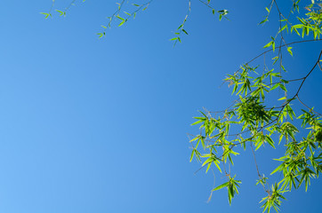 Bamboo Leaves