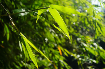 Green Bamboo Leaves