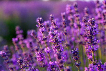 Lavender field in Tihany, Hungary