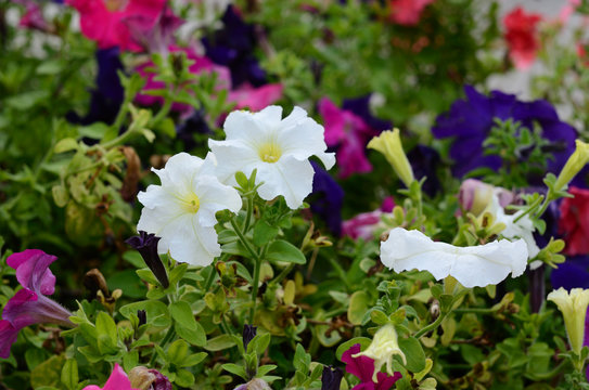 Colorful petunia flower flower-bed