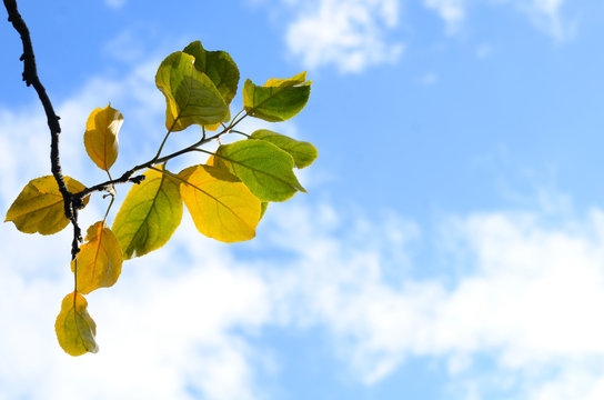 Branch with green and yellow leaves against blue sky with white