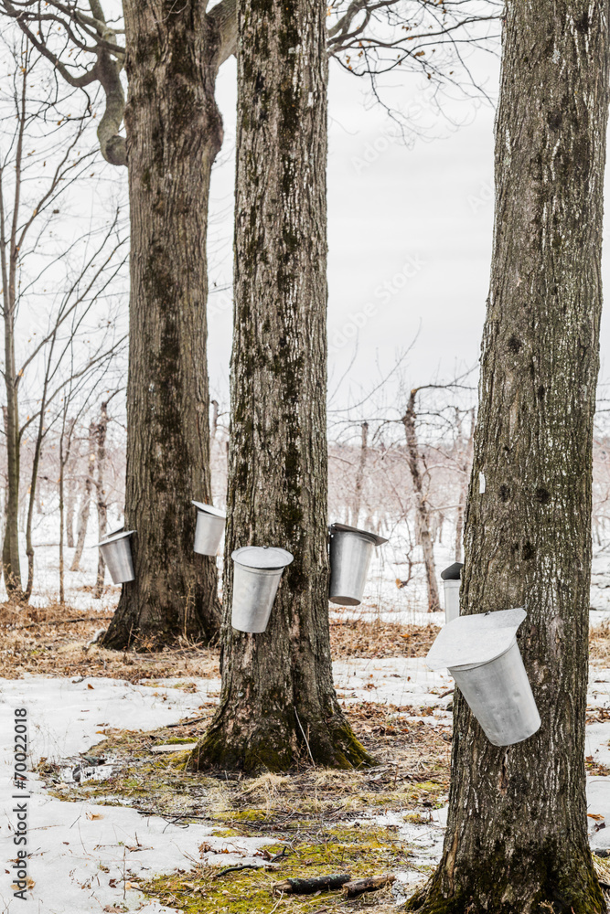 Canvas Prints forest of maple sap buckets on trees