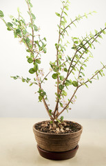 Barbados cherry (Malpighia oxycocca)