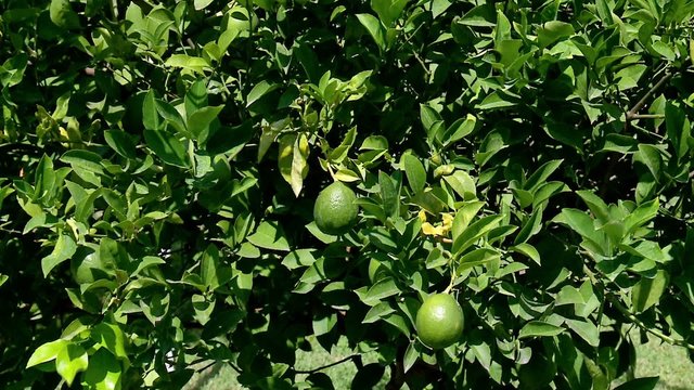 Green limes at the tree.