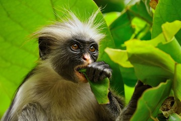 Zanzibar red colobus portrait