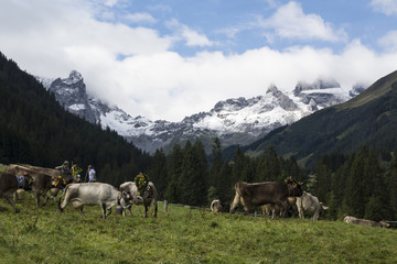 Obraz premium Alpabtrieb