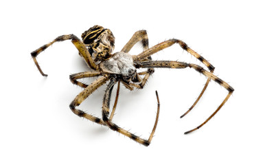 Dead Wasp spider, Argiope bruennichi,
