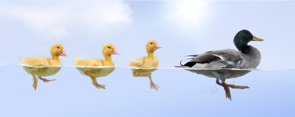 Duck family floating in a raw