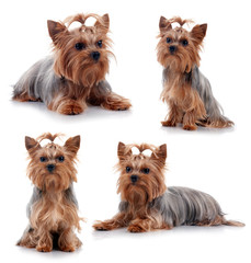 Yorkshire Terrier isolated on white background