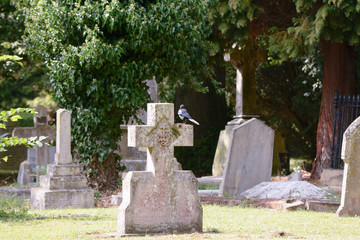 Magpie perched on gravestone cross