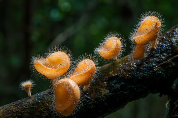mushroom cookeina tricholoma and drop of water in natural