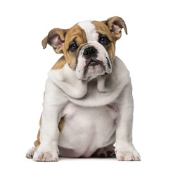 Obraz premium English Bulldog puppy (3 months old)