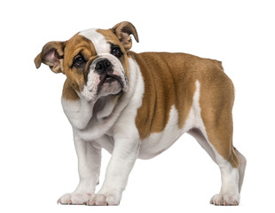 Obraz premium English Bulldog puppy (3 months old)