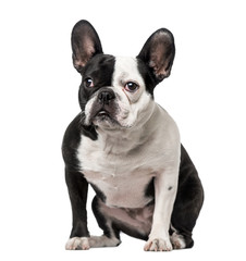 French Bulldog sitting