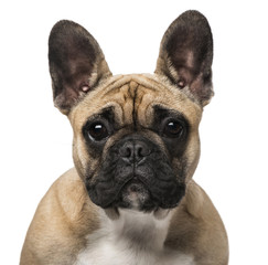 French Bulldog (7 months old)