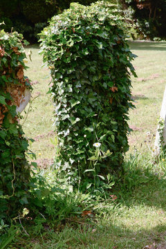 Gravestone covered in ivy