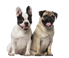 French Bulldog (7 months old), Pug (8 months old)