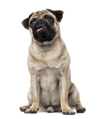Obraz premium Pug (8 months old)