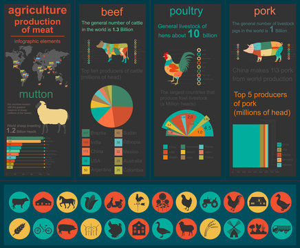 Agriculture, animal husbandry infographics, Vector illustrations