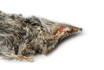 Dead White-toothed shrew