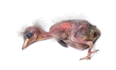 Dead housse sparrow chick
