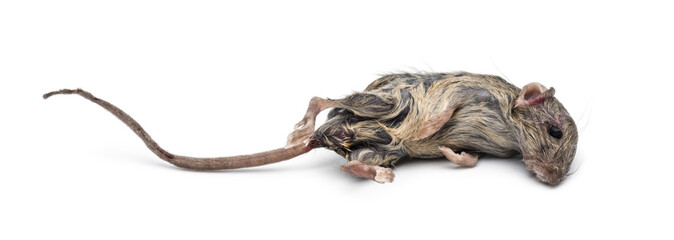 Dead mouse
