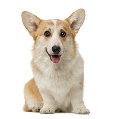 Welsh Corgi Pembroke (7 months old)