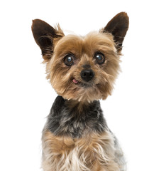 Old yorkshire terrier (13 years old)