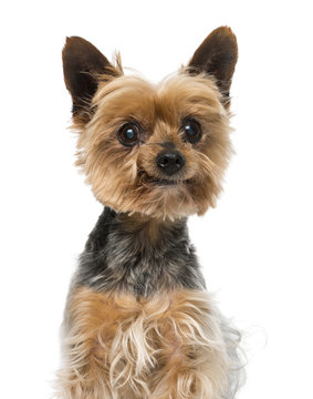 Old Yorkshire Terrier (13 Years Old)