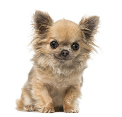 chihuahua sitting and looking