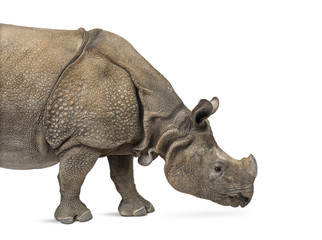 Obraz premium Indian one-horned rhinoceros