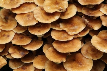 Honey fungus.