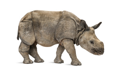 Obraz premium Young Indian one-horned rhinoceros (8 months old)
