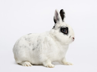 Rabbit (3 years old)