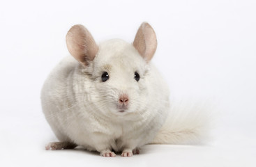 chinchilla (6 years old)