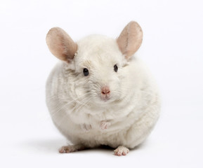 chinchilla (6 years old)