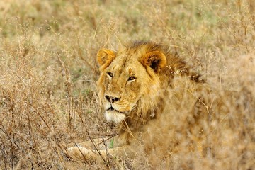 Male lion