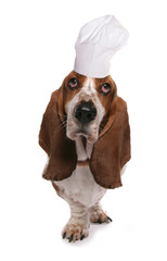 basset hound wearing chefs hat