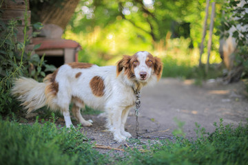 Yard dog on a chain