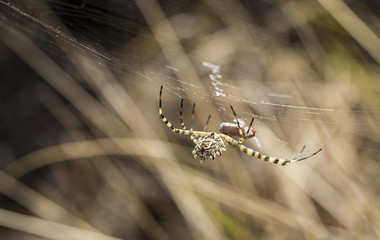 female spider - Argiope lobata
