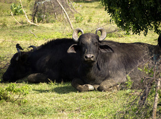 Water buffalo in a National Park