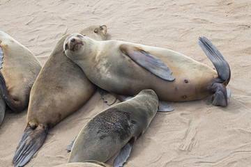 Foca in Namibia
