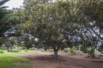 Fototapeta premium garden on the island of Tenerife