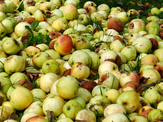 Lebensmittel Überproduktion, Äpfel vergammeln auf dem Müll
