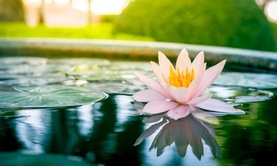 Papier Peint photo fleur de lotus beautiful pink waterlily or lotus flower in pond
