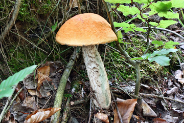 Mushroom in the forest