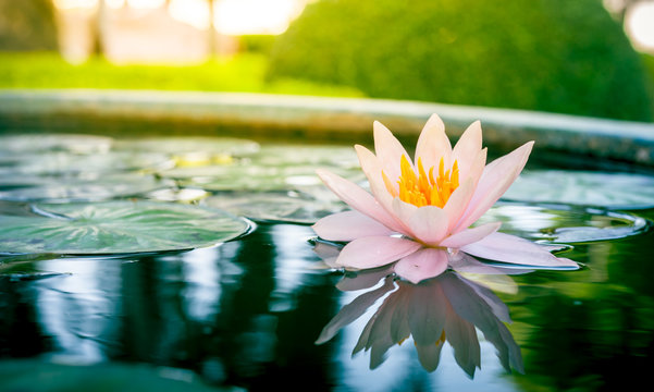 Fototapeta beautiful pink waterlily or lotus flower in pond