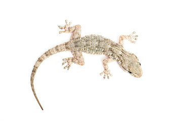 Obraz premium common gecko