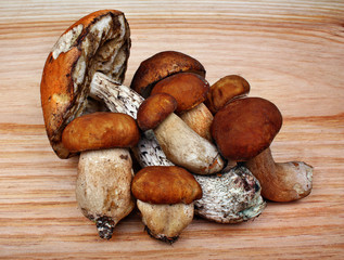 Mushrooms boletus and leccinum