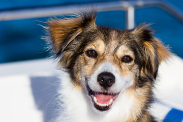 Happy  dog on a boat